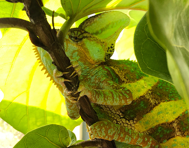 Veiled Chameleon 4