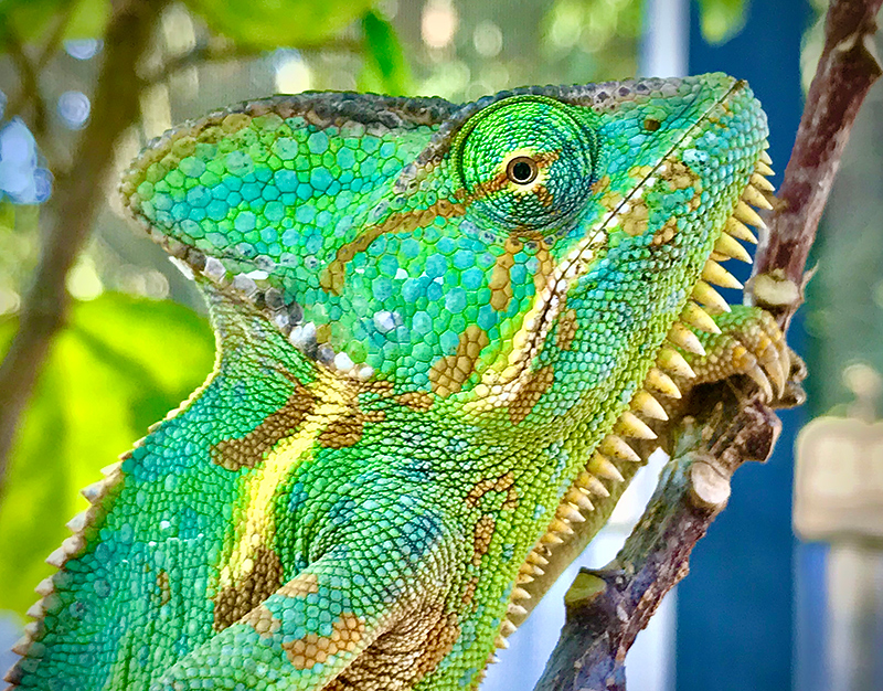 Veiled Chameleon 5