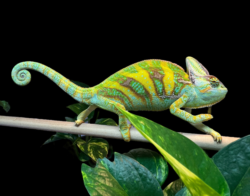Veiled Chameleon 6