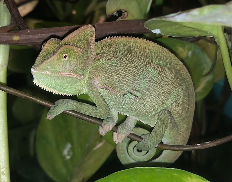 Veiled Chameleon 6