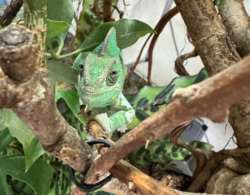 Veiled Chameleon 7