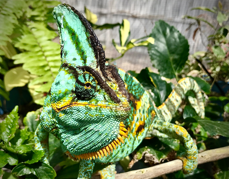 Veiled Chameleon 8