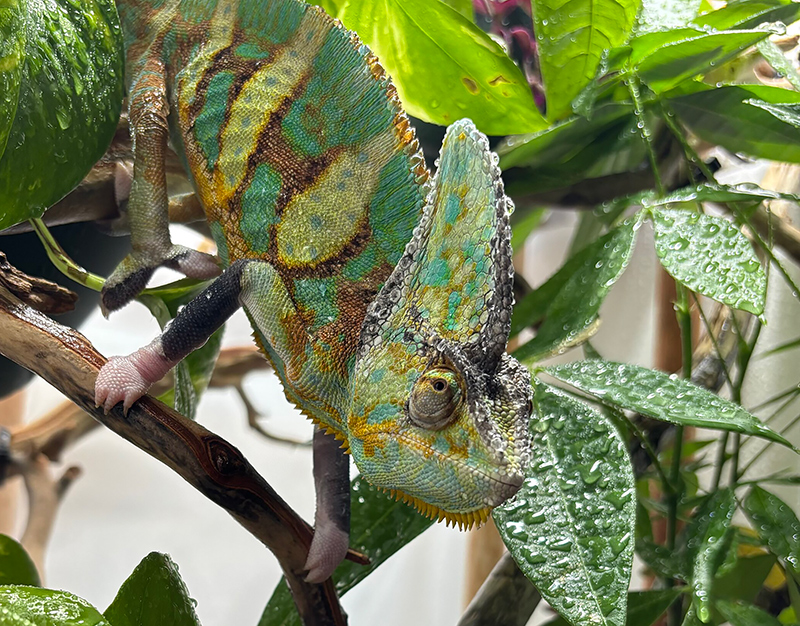 Veiled Chameleon 9