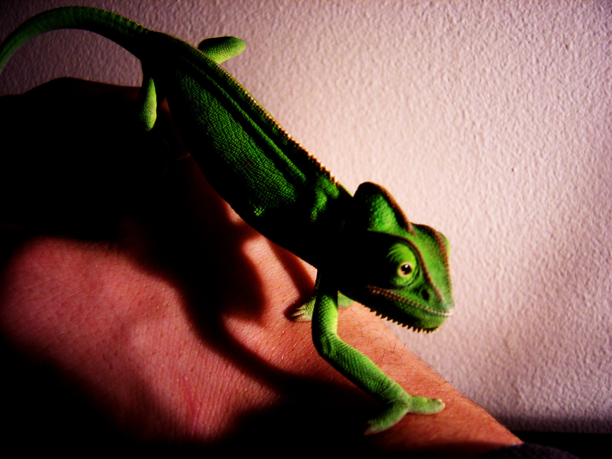 Veiled Chameleon Image 1