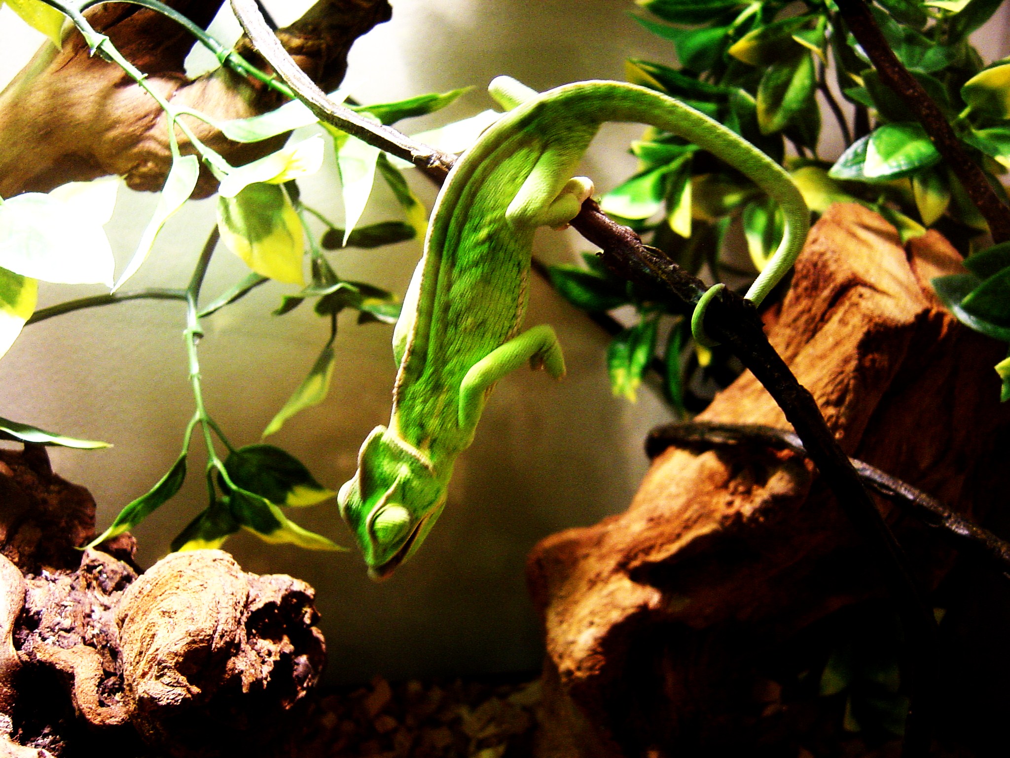 Veiled Chameleon Image 2