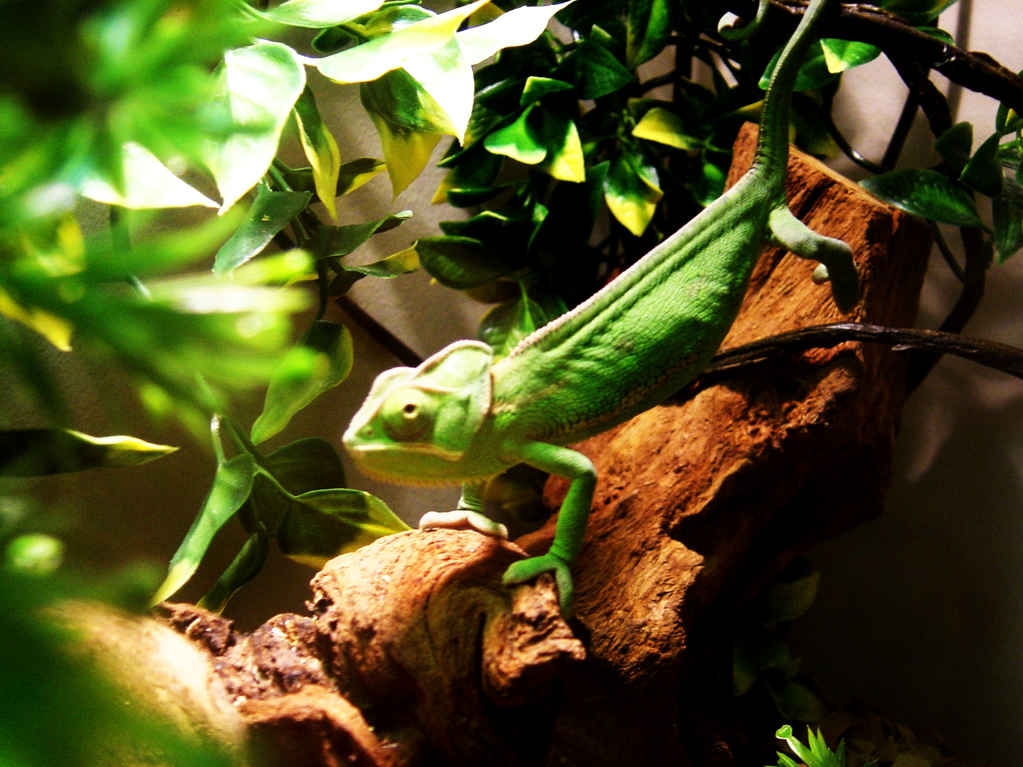 Veiled Chameleon Image 3