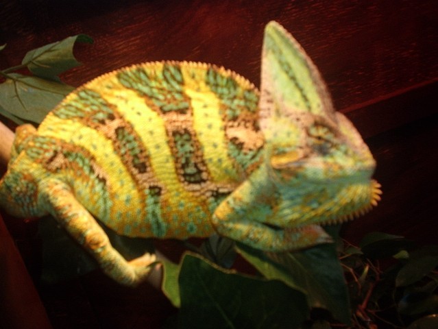 Veiled Chameleon Male "Banana's"