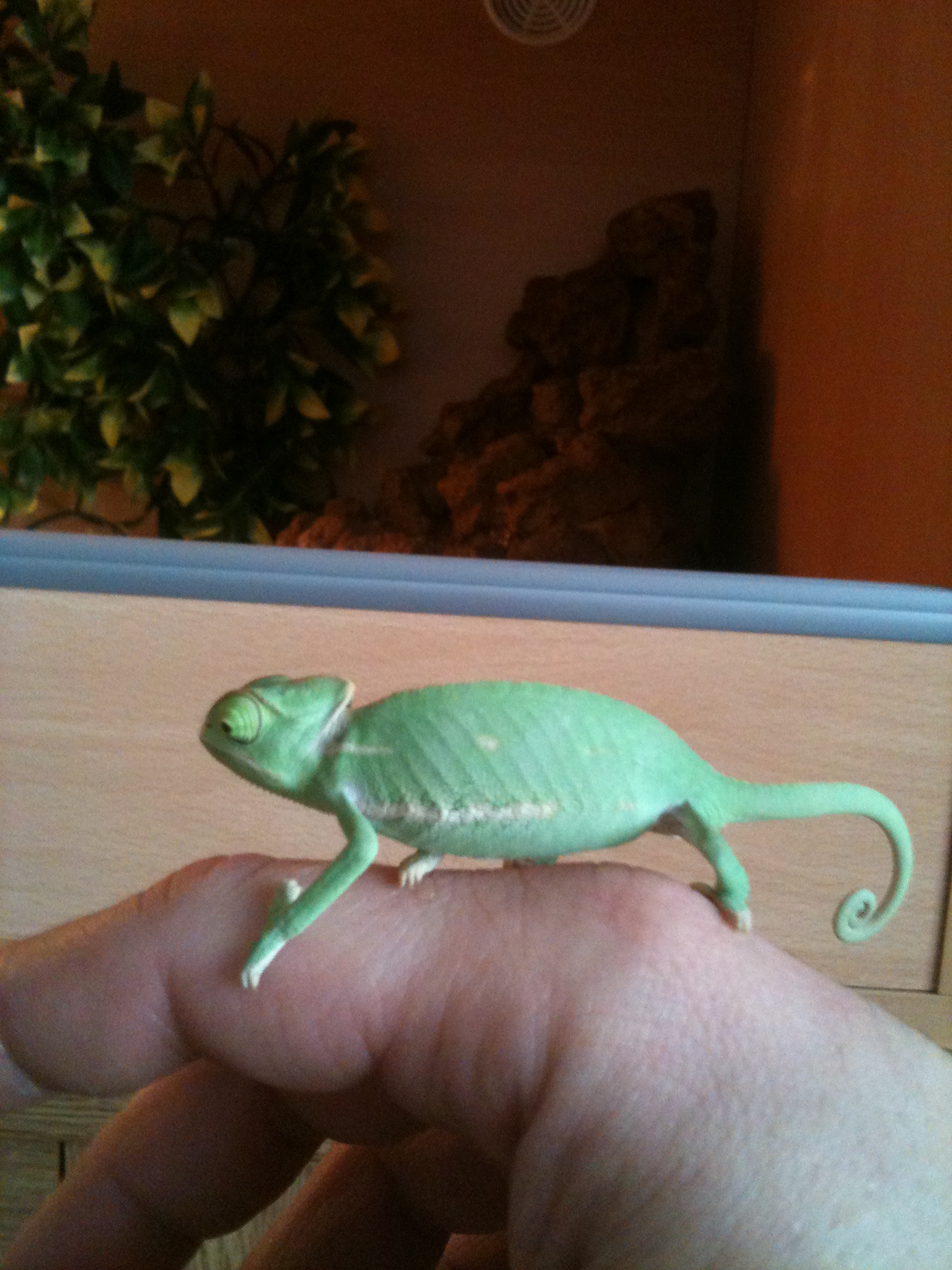 Veiled Chameleon