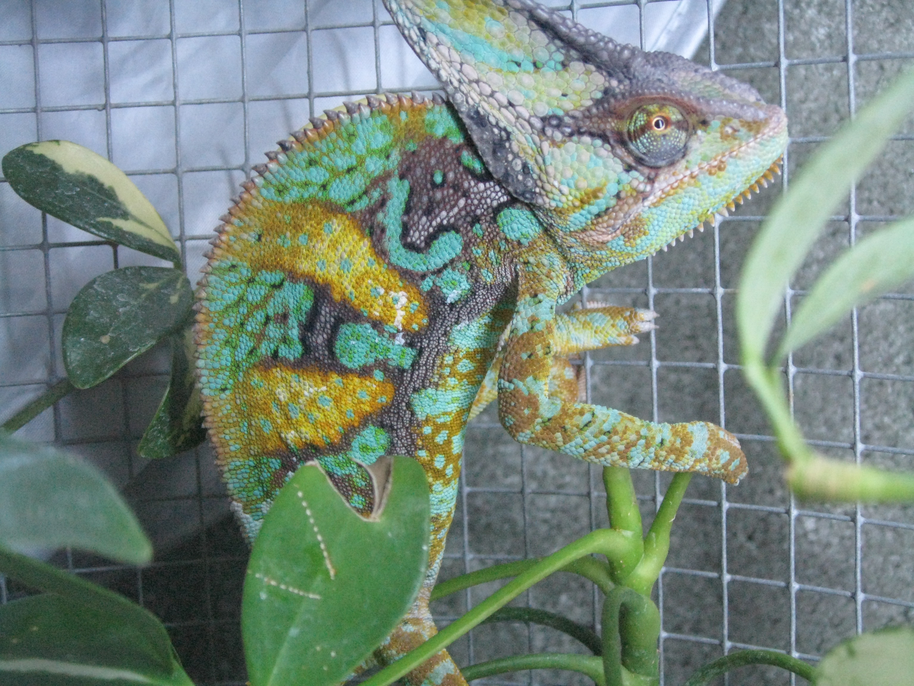 Veiled Chameleon