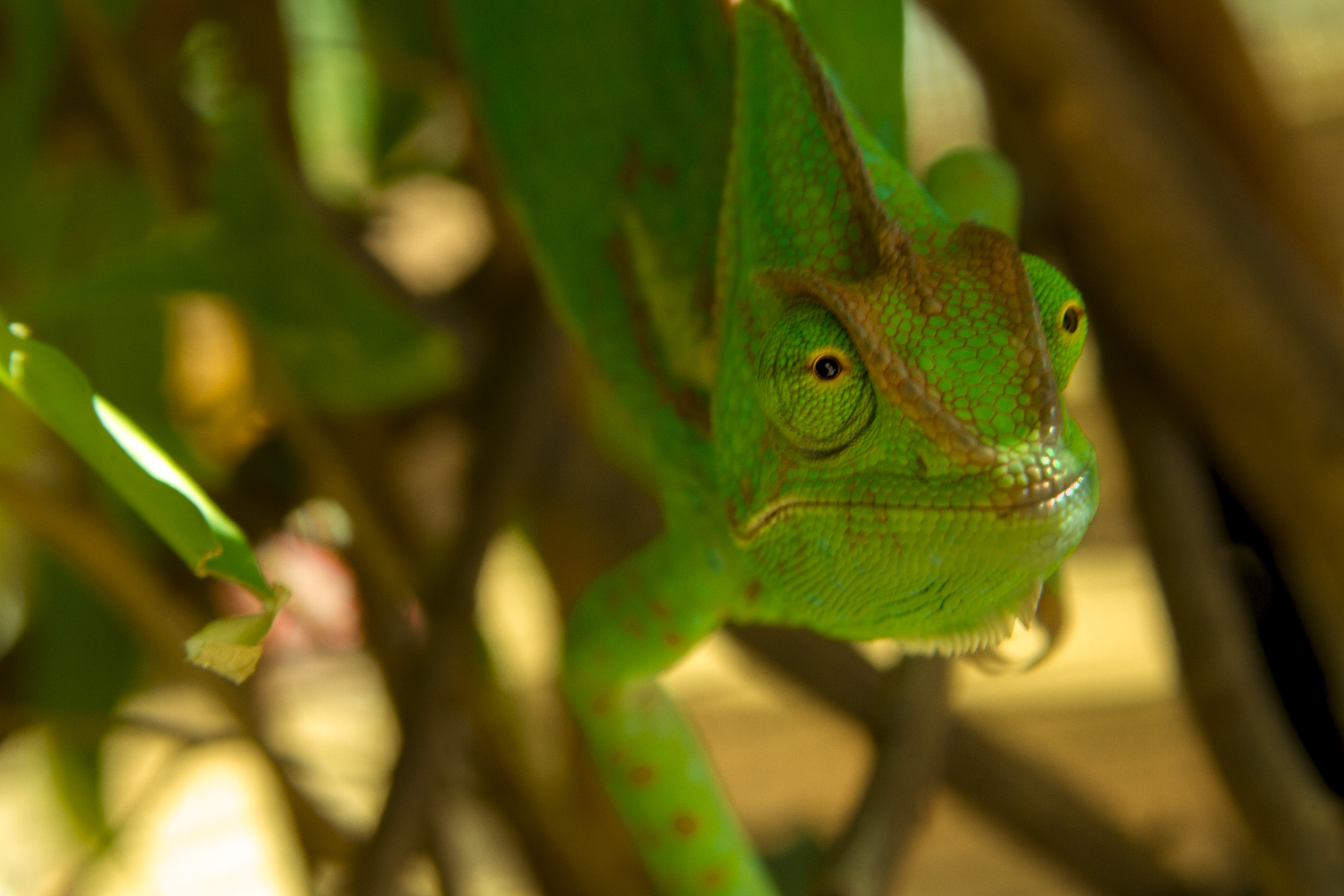Veiled Chameleon