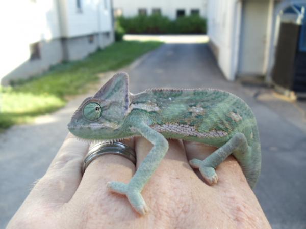 veiled chameleons