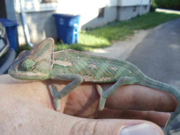 veiled chameleons