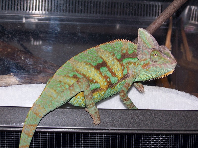 Veiled.. what else can i say