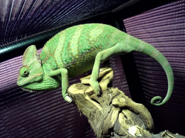 Victor Meldrew - Our Chameleon