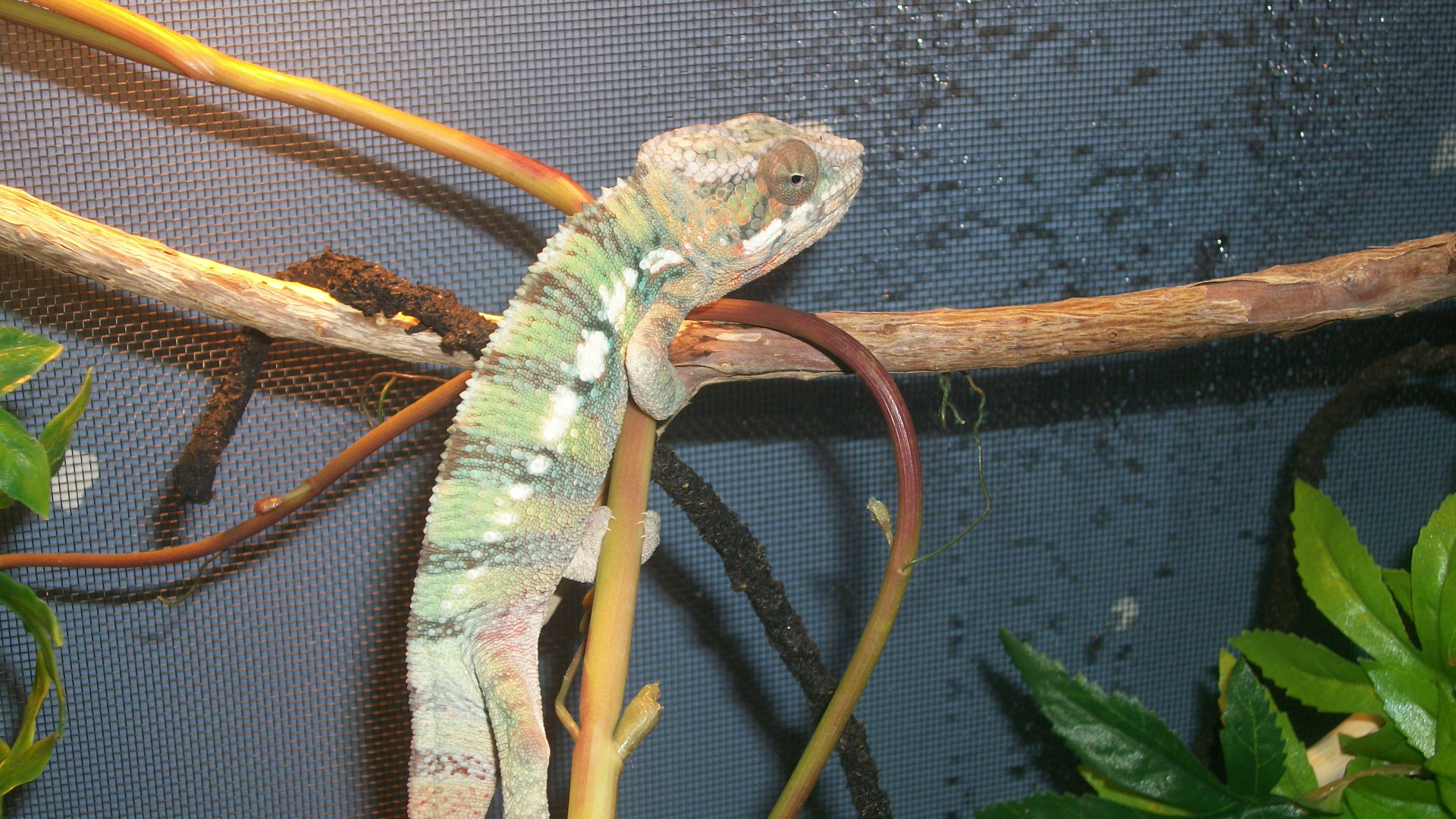 Victor