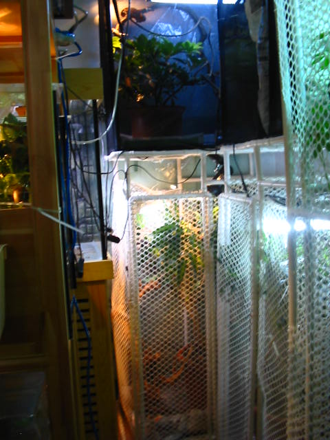 Viled Living In The Lowest Cage