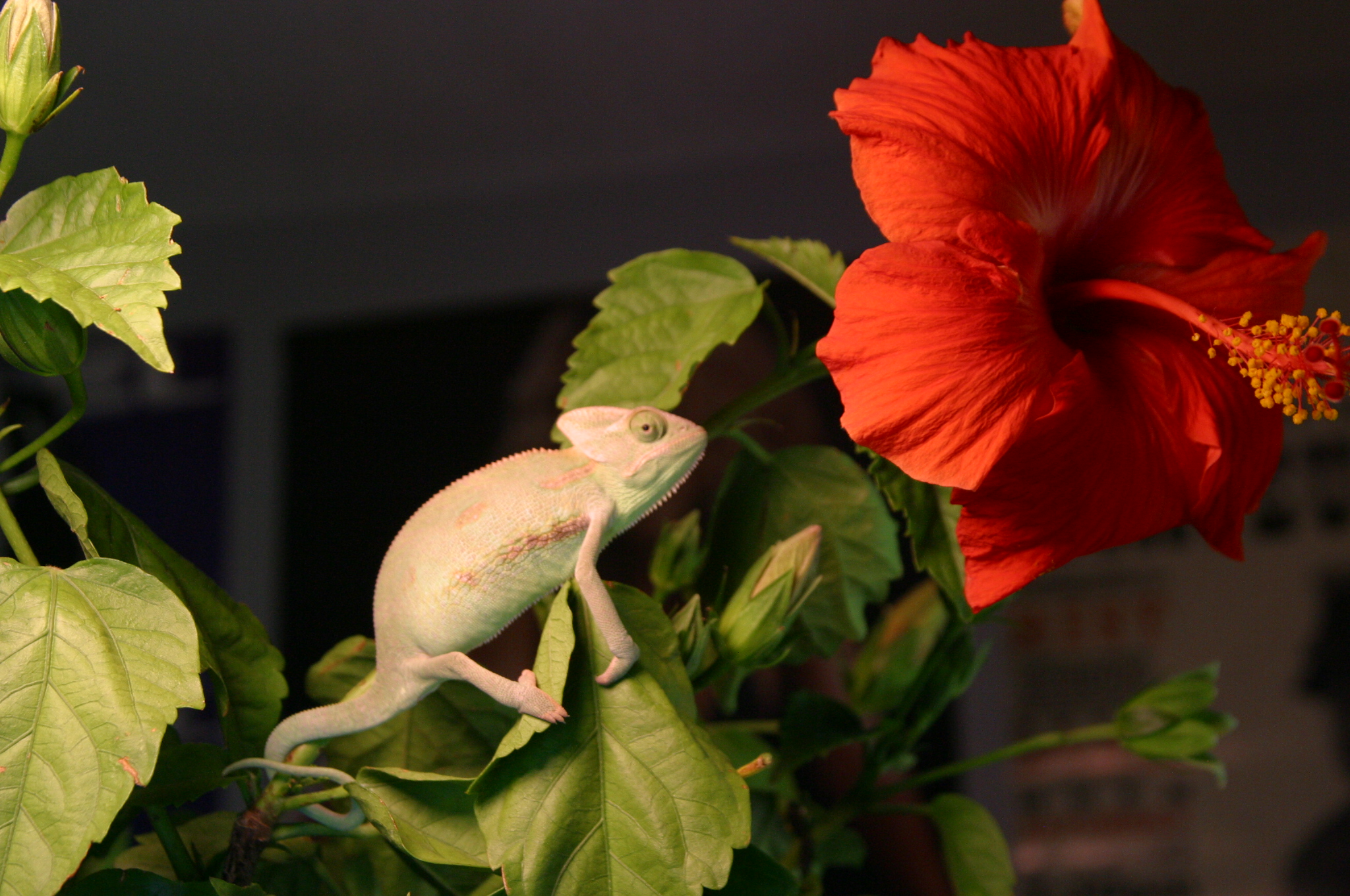 Vince And His Flower