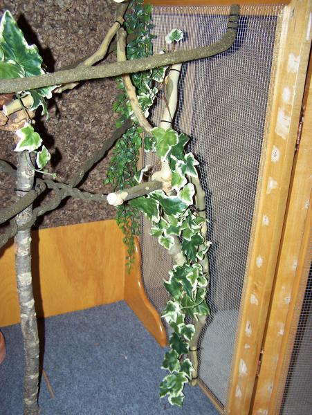 Vines, natural branches & cage carpet.