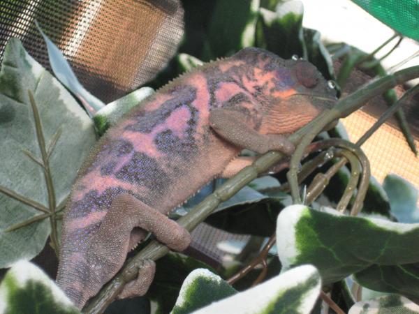 Violet - 1 yr old Female Ambilobe Panther Chameleon