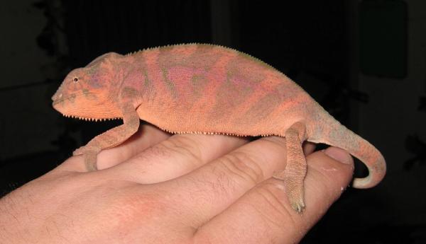 Violet - Female Ambilobe Panther Chameleon