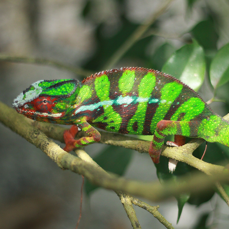 Vohemar Panther Chameleons