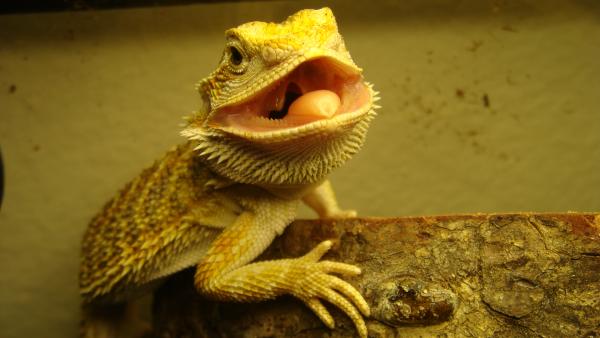 wahaazzauuuuppp!!!