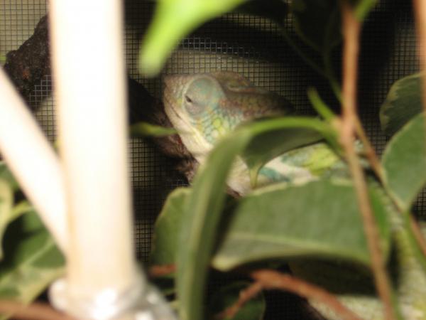 Waldosleeps