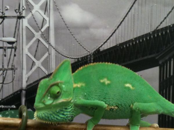 Walk about under the Bay Bridge in S.F.