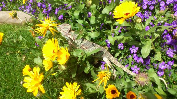 walk in the garden
