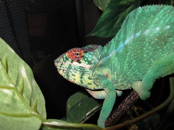 Walt giving the "stripe eye" look of doom (which is the same as the horny stripe eye, lol)...