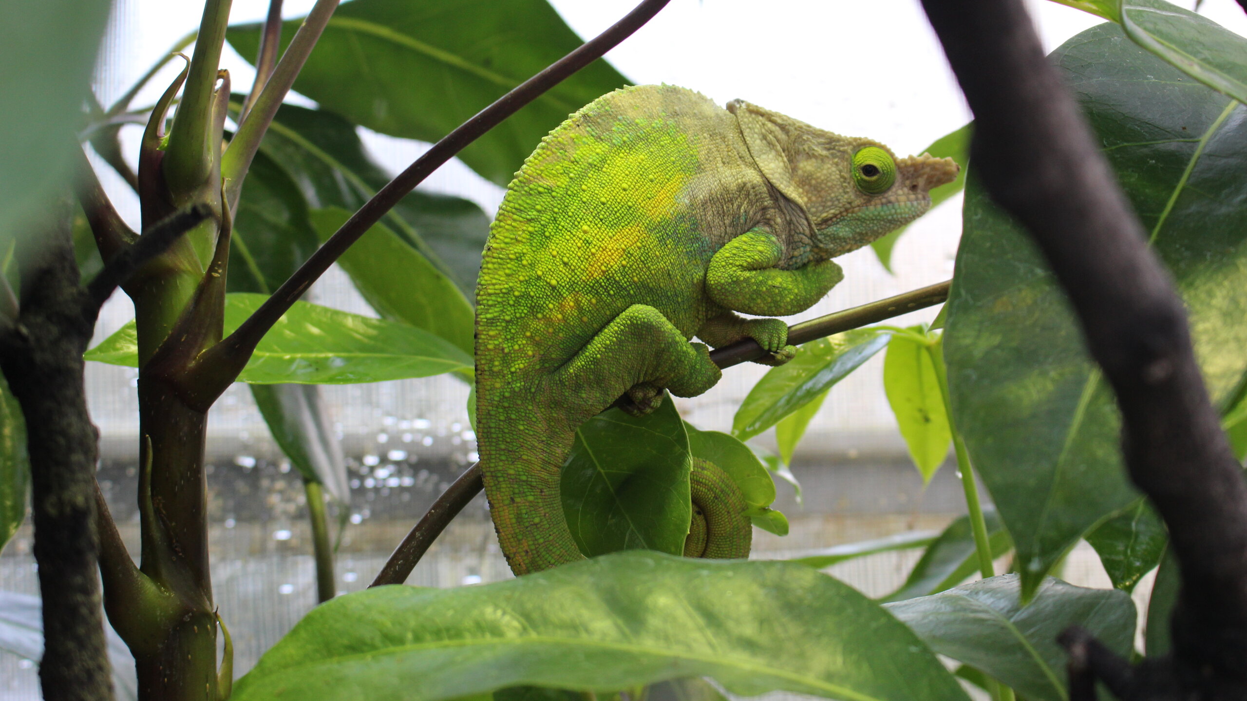 Walter, My Greenhouse Male Calumma Oshaughnessyi