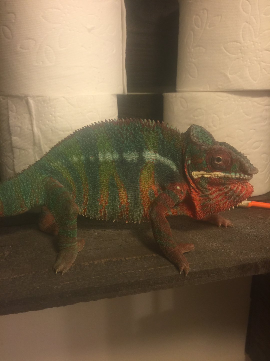 Wanting nothing to do with shower day...