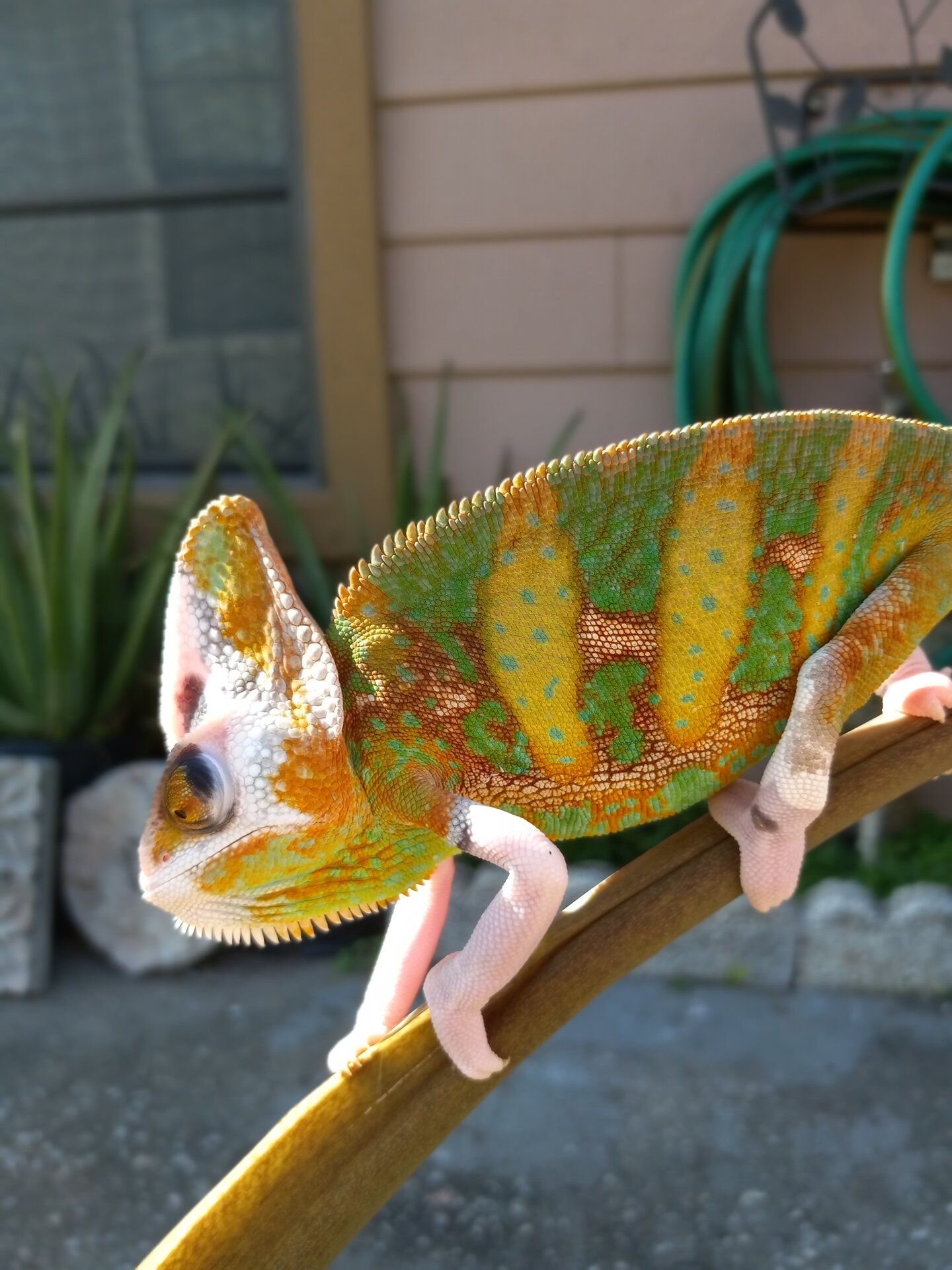 Wasabi Enjoying Some Sun.