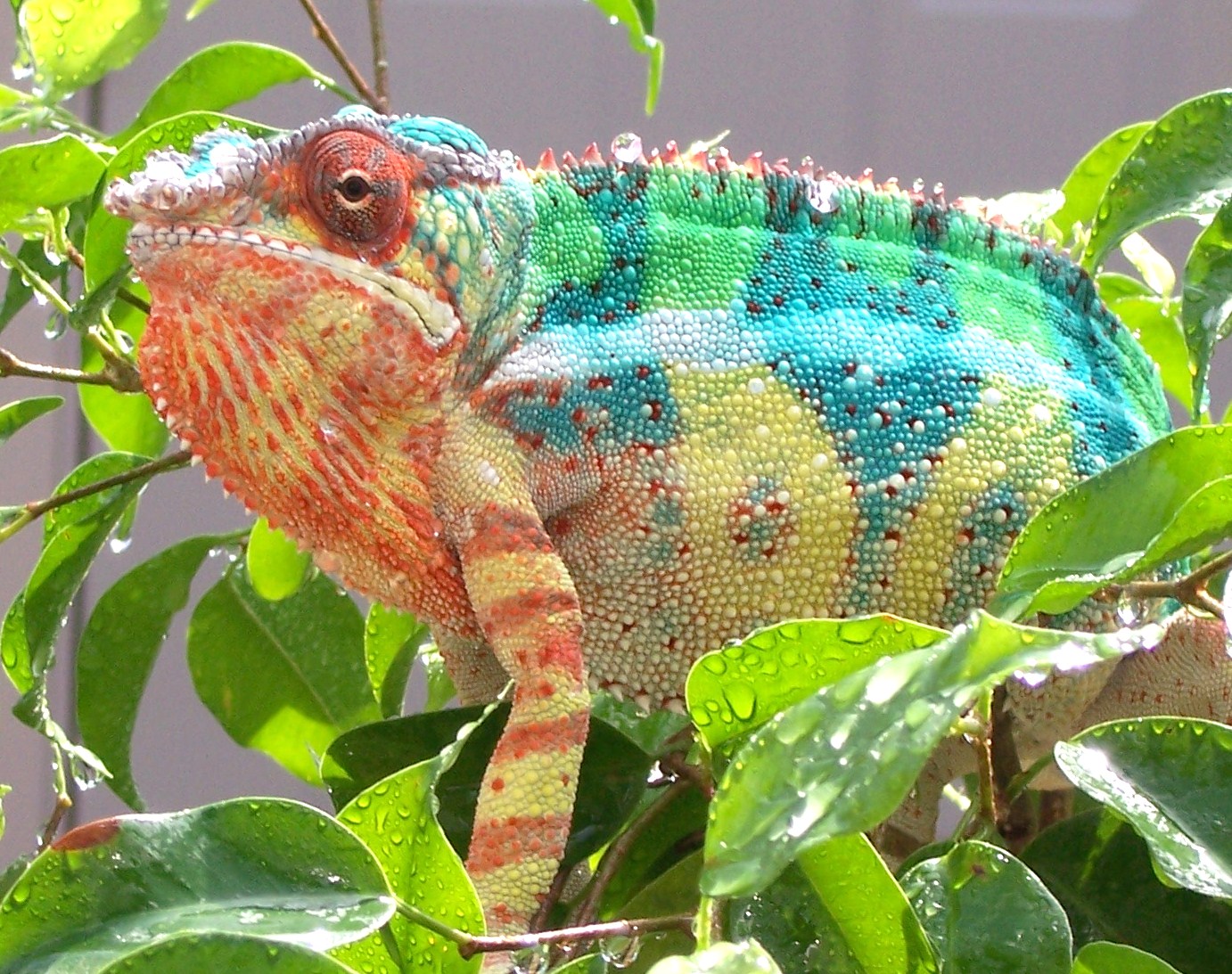 Wc Ambanja With Attitude!