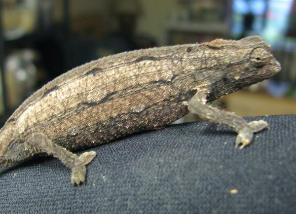 wc female kerstenii