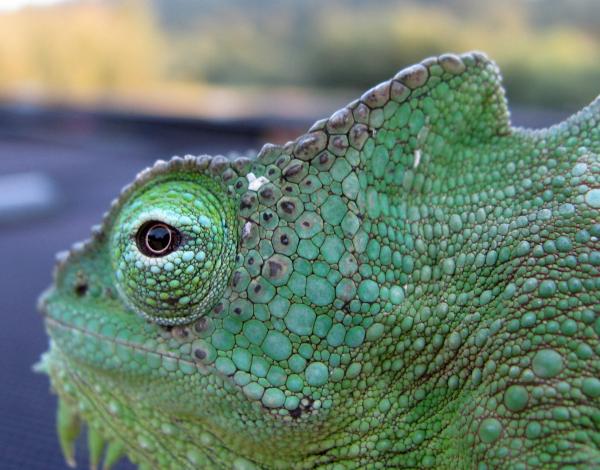 wc female quadricornis