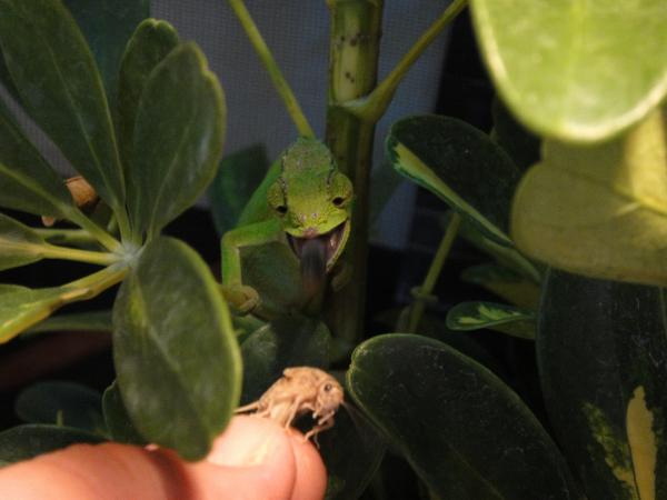 WC Female T. Montium (mother of my hatch-ling Montium)