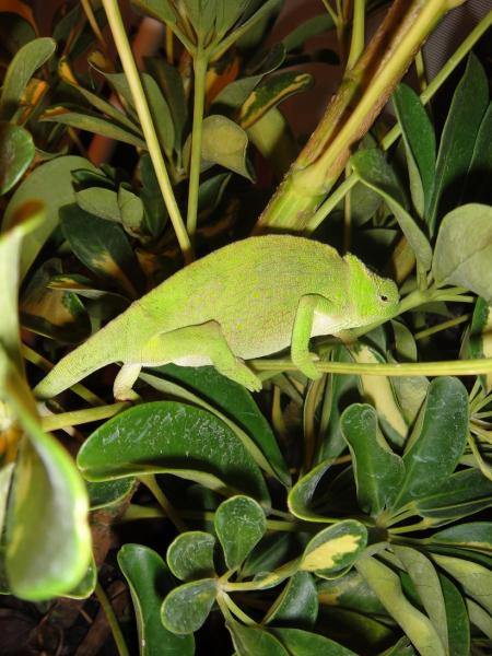 WC Female T. Montium