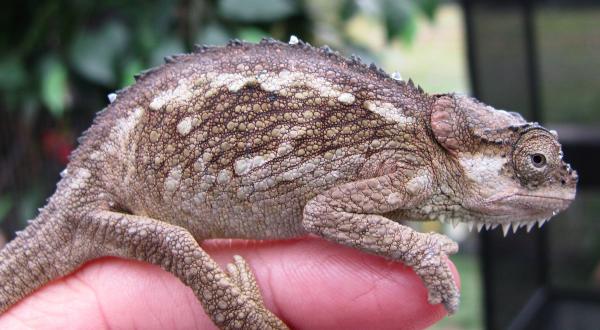 wc female tempelli
