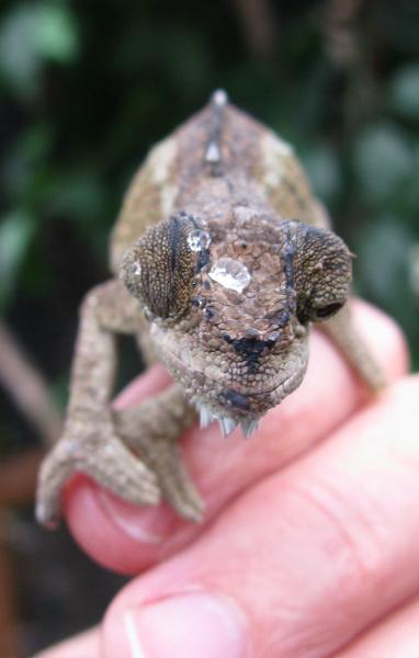 wc female tempelli