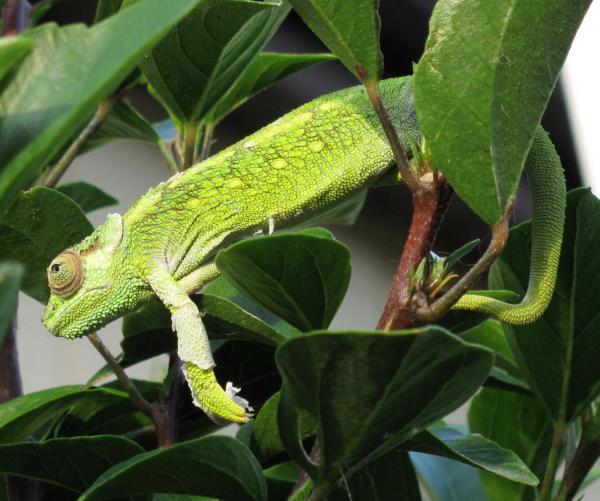 WC Long Term Captive T. fuelleborni (female)