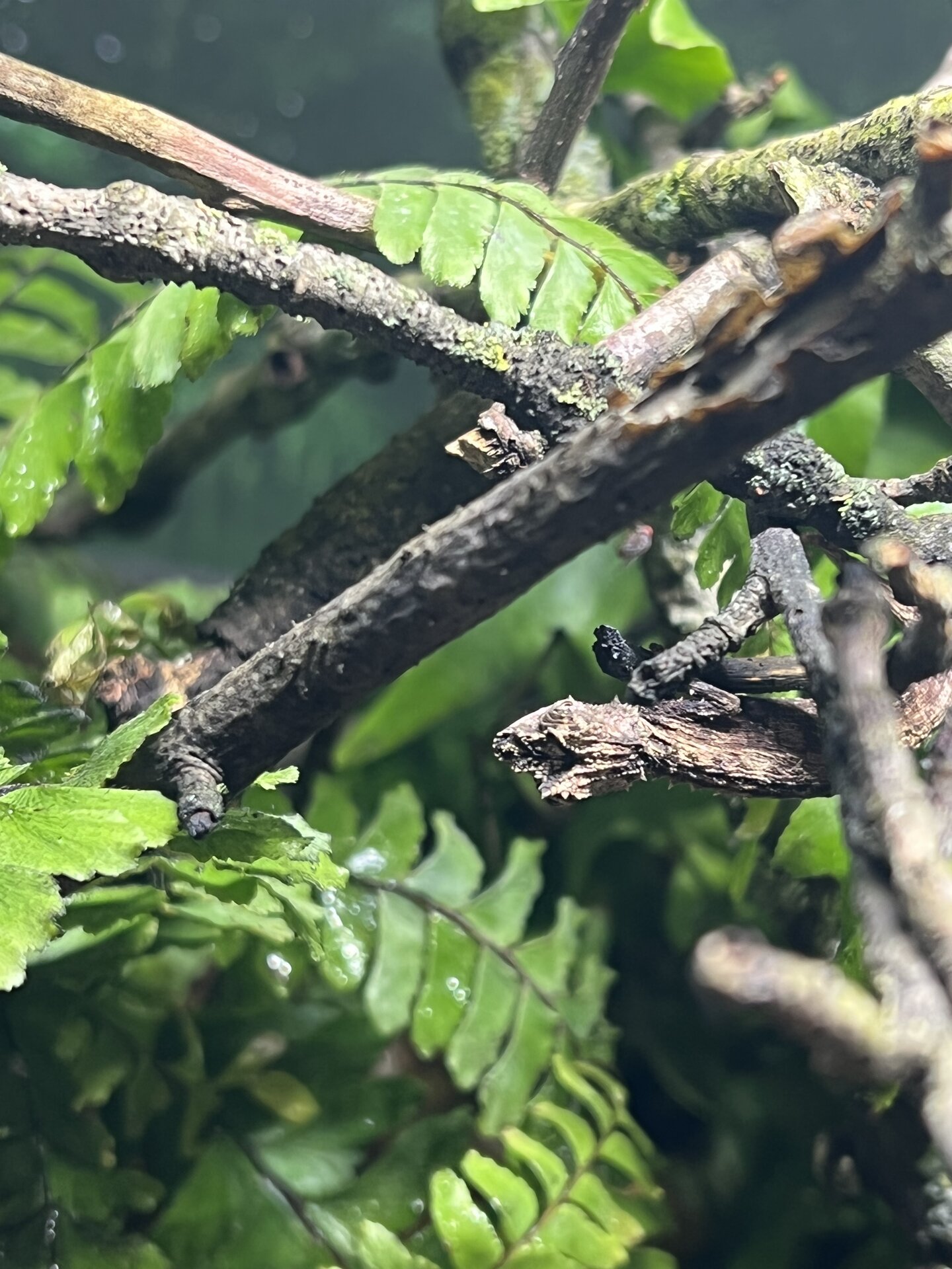 Wc male brookesia thieli