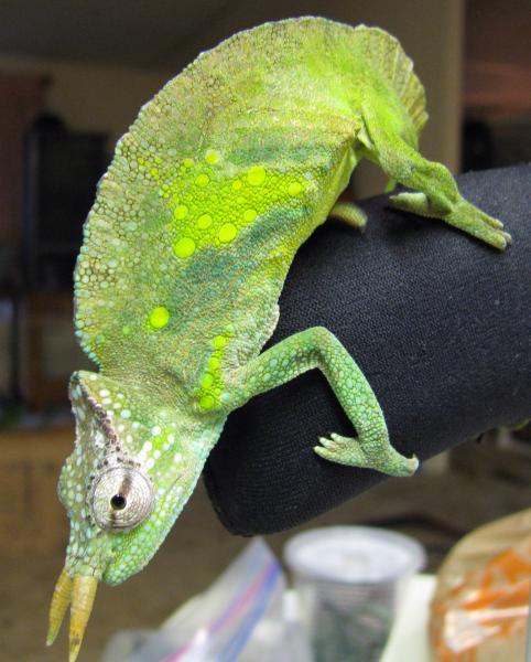wc male montium