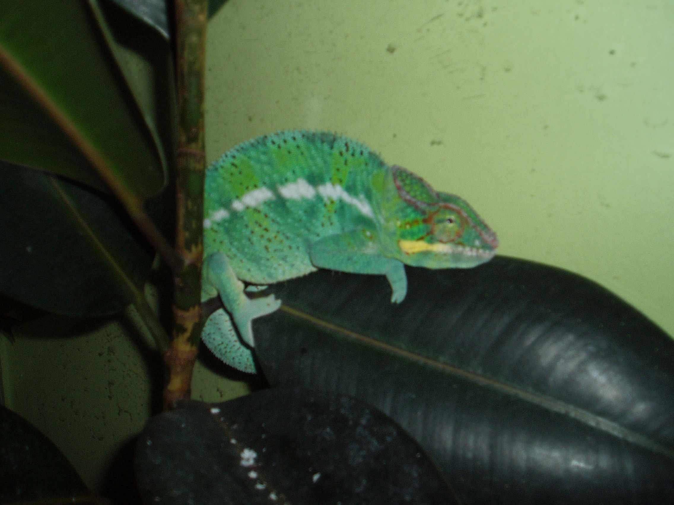 Wc Male.. Night Colours