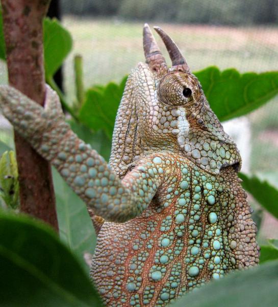 WC male 'red' werneri