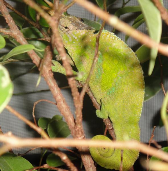 WC Male T. Montium