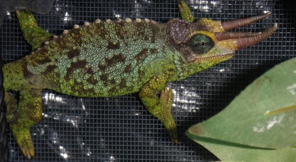 WC T. Jacksonii Merumontanus