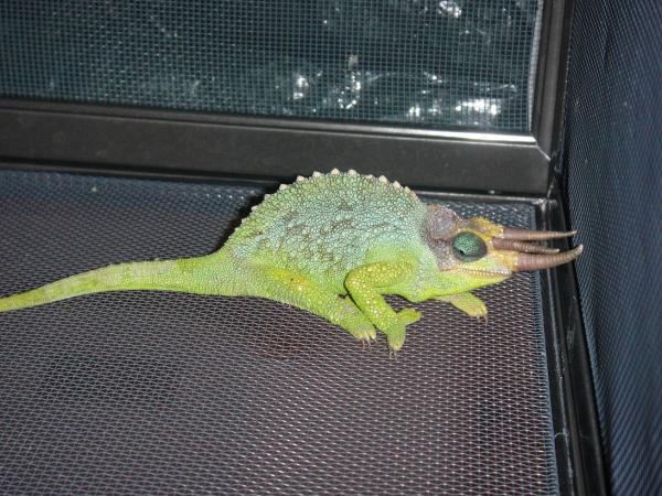 WC T. Jacksonii Merumontanus