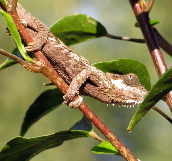 WC T. tempelli (female)