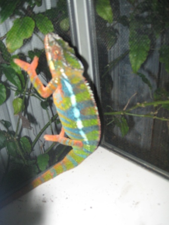WCAmbilobe61710 3
Male 3
